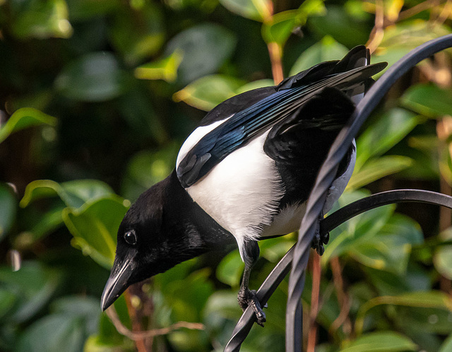 Magpie