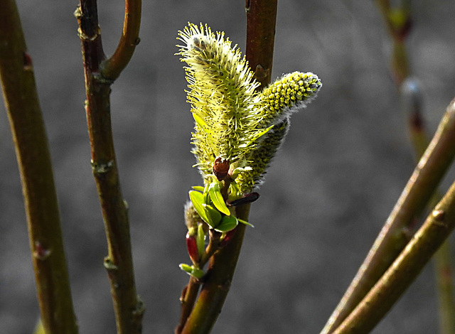 20220312 0378CPw [D~LIP] Weide (Salix sekka), UWZ, Bad Salzuflen