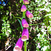 20220522 1091CPw [D~LIP] Roter Fingerhut (Digitalis purpurea), Bad Salzuflen