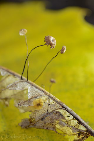 Champignons microscopiques en contre-jour