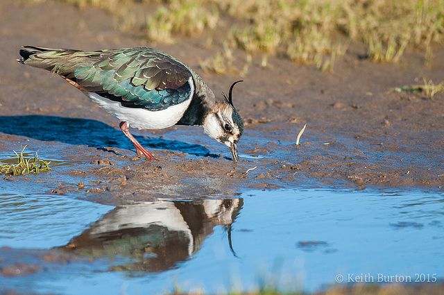 Lapwing