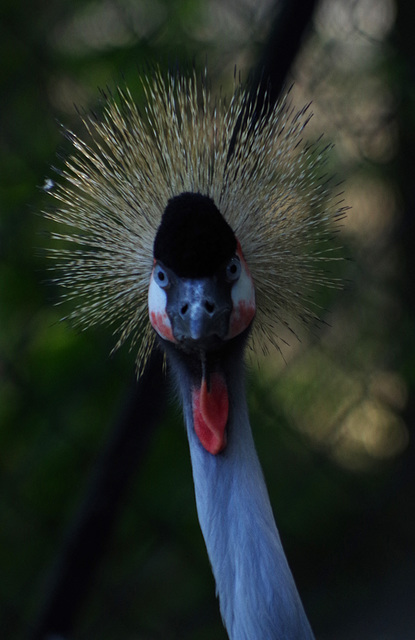 parc des oiseaux - Villars les Dombes