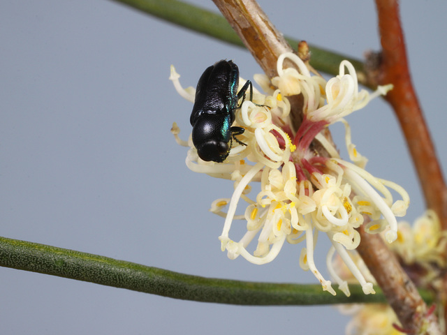 Neocuris fairmairei, PL3701B