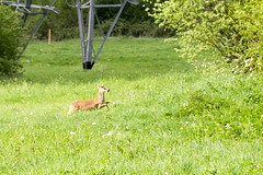 Chinese Water Deer (Hydropotes inermis)-DSB 0147