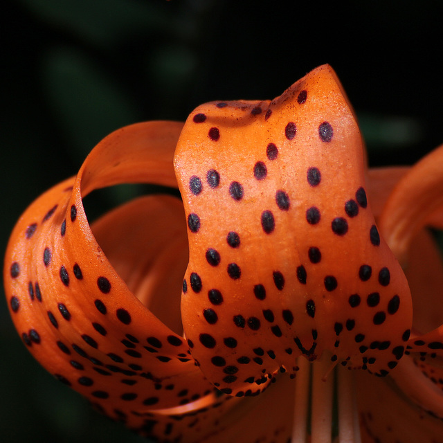 TSC  Imperfect polka dots in Nature