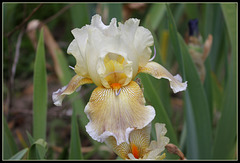 Iris space sépales gris - Laporte  (9)