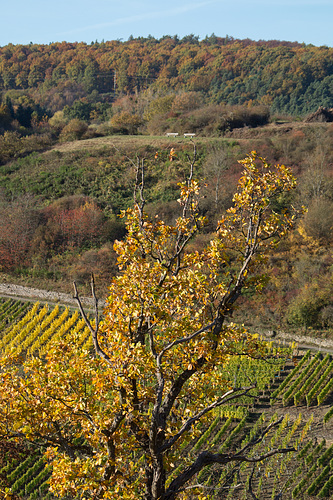Altenahr DSC00834
