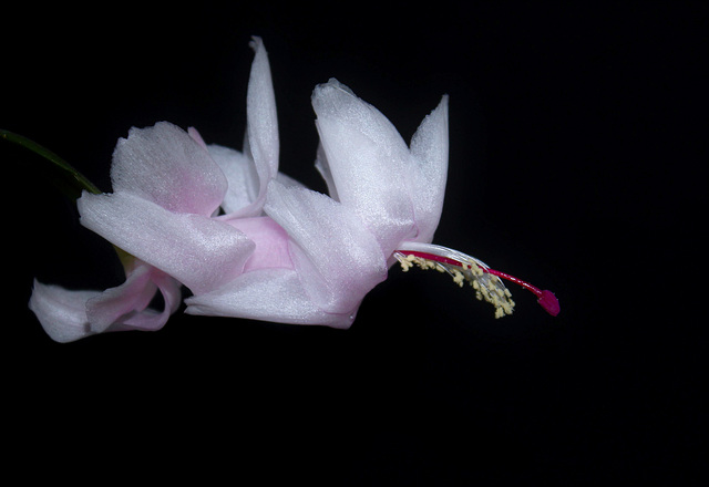 Schlumbergera blanc