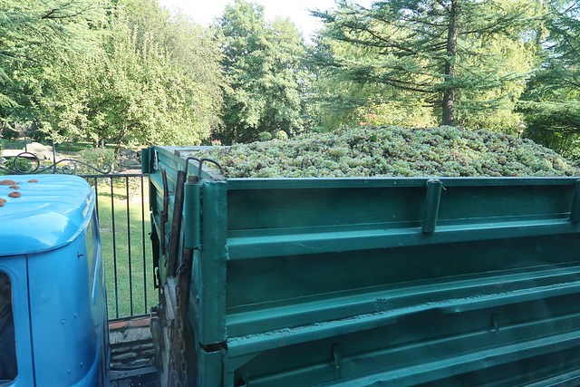 Trailer-load of grapes on its way to the winery