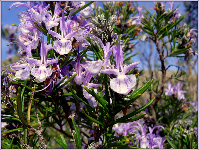 Rosemary for Pam