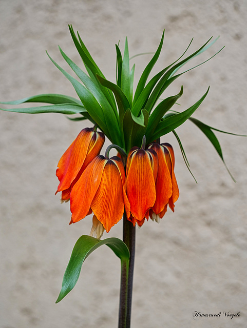 Imperial Fritillari