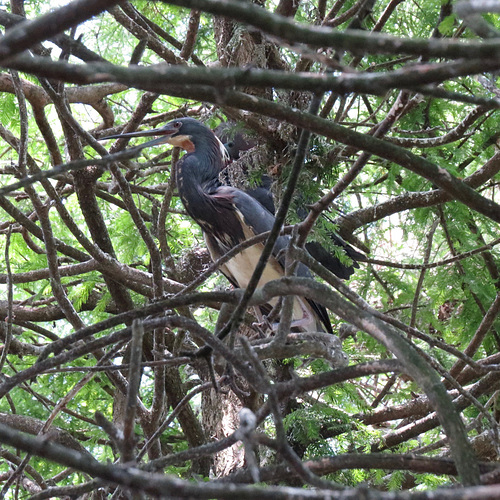 Little blue heron