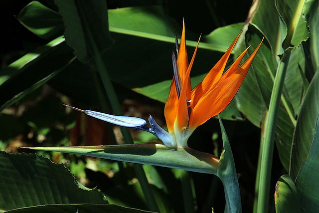 Oiseau de Paradis