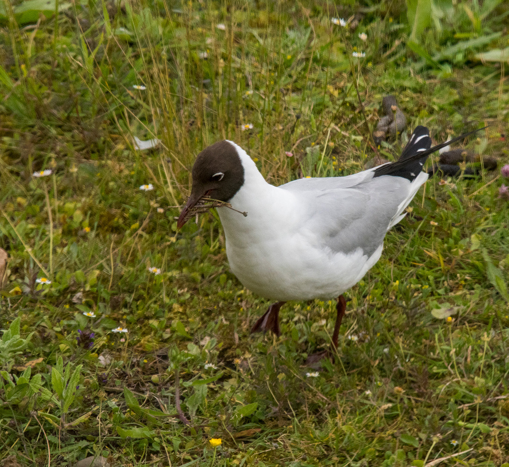 Black headed gull4
