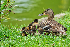 Enten