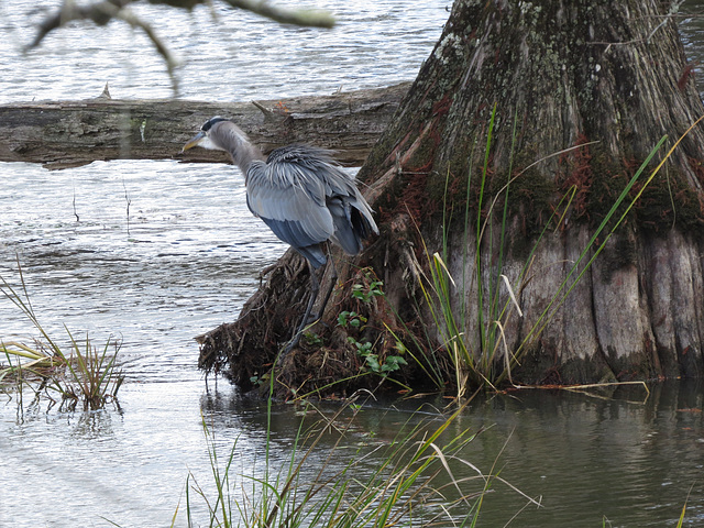 Great blue heron (4)