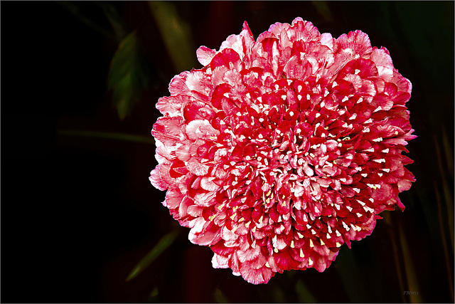 Persian Giant Allium