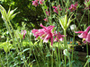 gdn - all red columbine