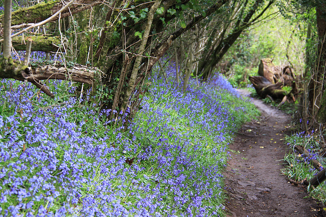 Bluebell Walk