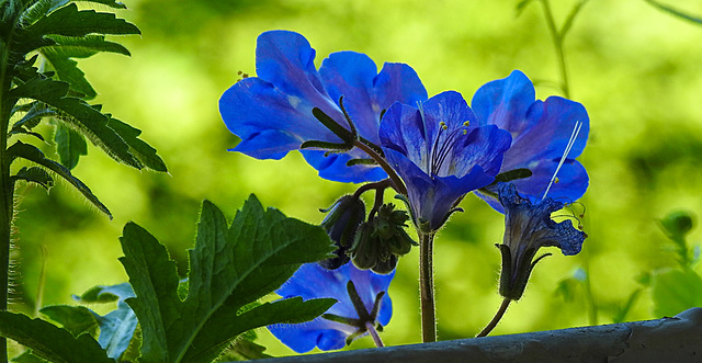 20210619 1005CPw [D~LIP] Glockenblumen-Büschelschön (Phacelia campanularia), Balkonblumen, Bad Salzuflen