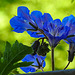 20210619 1005CPw [D~LIP] Glockenblumen-Büschelschön (Phacelia campanularia), Balkonblumen, Bad Salzuflen