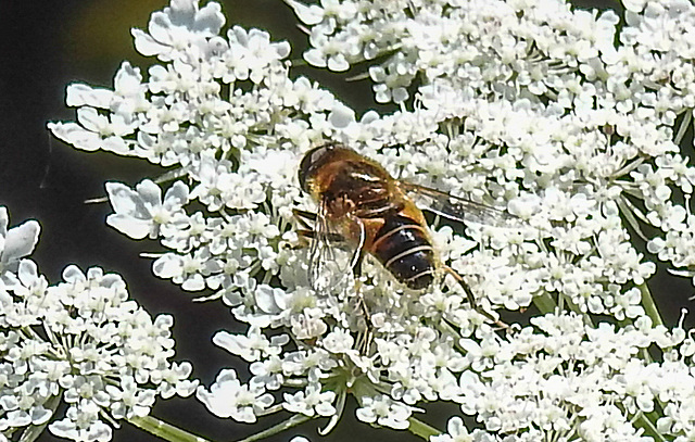 20210726 2007CPw [D~LIP] Totenkopf-Schwebfliege (Myathropa florea), Bad Salzuflen
