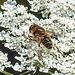 20210726 2007CPw [D~LIP] Totenkopf-Schwebfliege (Myathropa florea), Bad Salzuflen