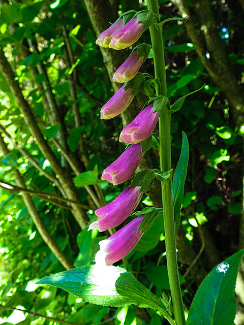 20220522 1092CPw [D~LIP] Roter Fingerhut (Digitalis purpurea), Bad Salzuflen