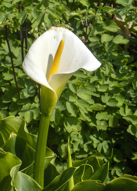 Zantedeschia aethiopica (commonly known as the Calla Lily or Arum Lily)