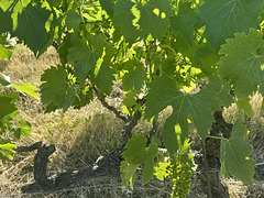 In our vinyard. In our vinyard.
