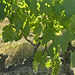 In our vinyard.