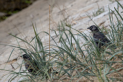 20140907 4862VRAw [NL] Dohle (Corvus monedula), Terschelling