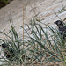 20140907 4862VRAw [NL] Dohle (Corvus monedula), Terschelling