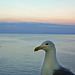 Sorrento GR Seagull 1
