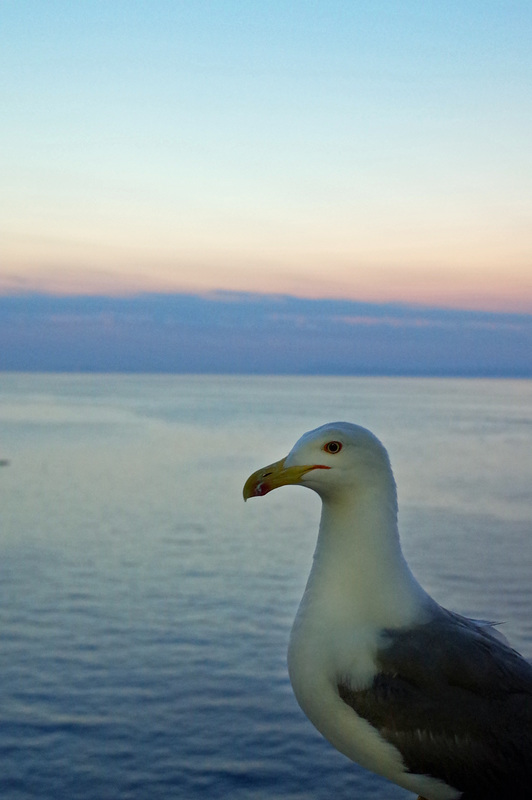 Sorrento GR Seagull 1