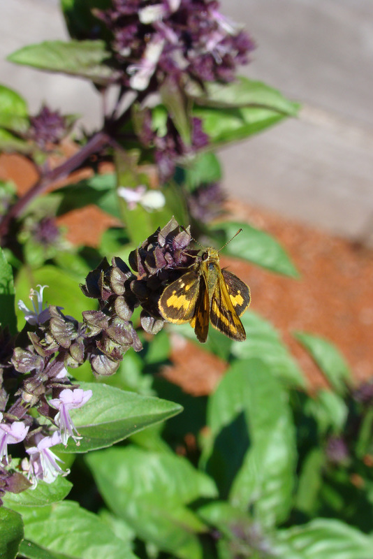 southern grass dart on the basil after rain