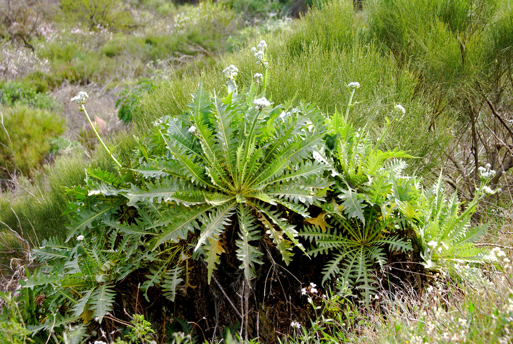 Kanarische Gänsedistel (Sonchus canariensis). ©UdoSm