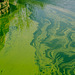 Green algae