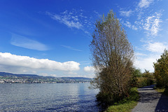 am Zürichsee (© Buelipix)