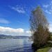 am Zürichsee (© Buelipix)
