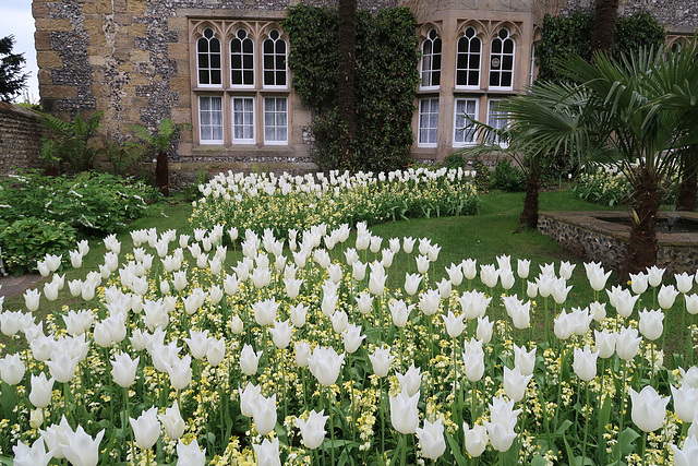 White tulips and pale wallflowers in the chapel garden