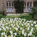 White tulips and pale wallflowers in the chapel garden