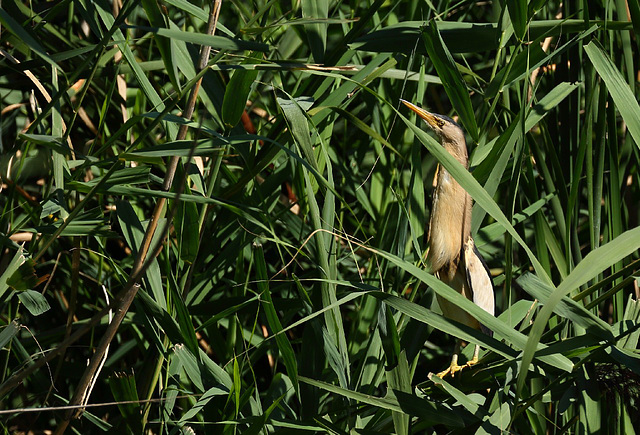 roselière (blongios)