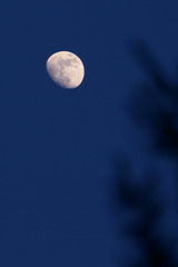 Evening moon