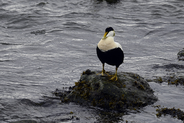 Somateria mollissima, Common eider, Vatnajökull , Jökulsárlón