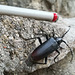 Visitor (Cerambyx Cerdo)