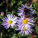 A Bee on Michaelmas Daisies