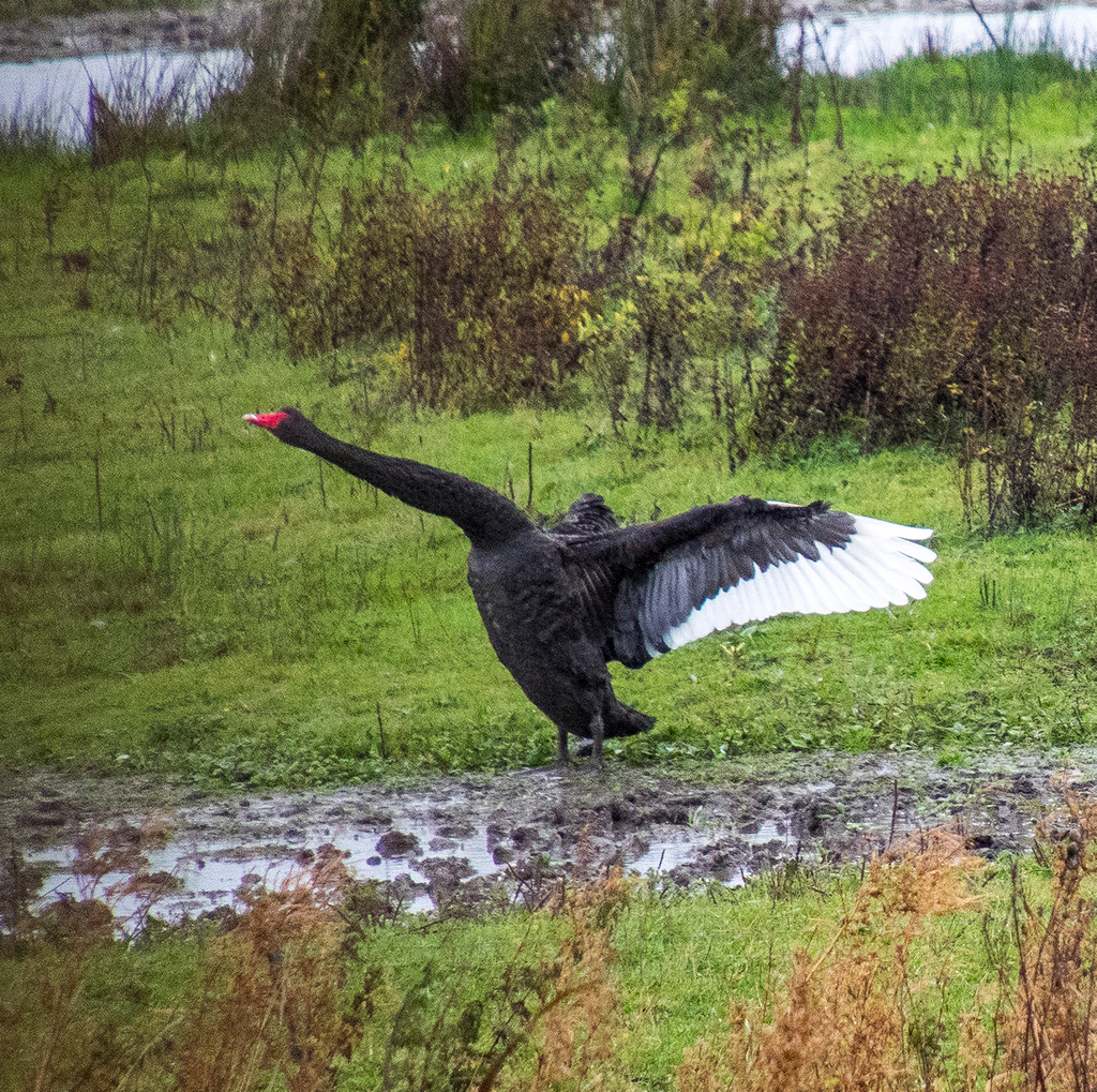 Black swan.3jpg