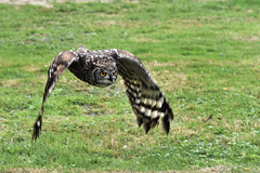 Wise owl in flight.