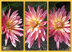 Dahlia x 3